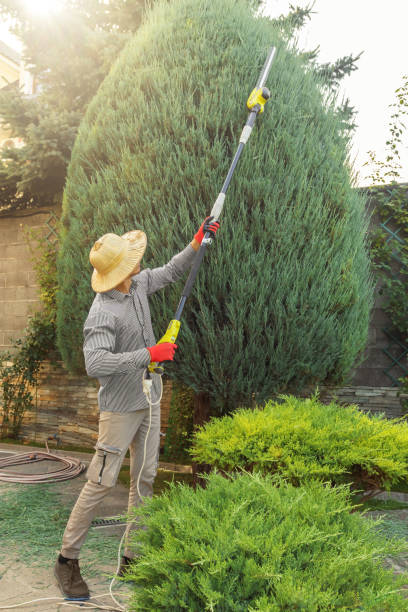 Best Lawn Pest Prevention  in Pico Rivera, CA